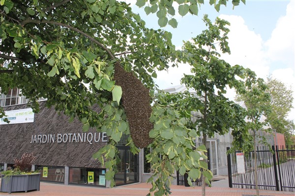 Essaim à l'entrée du jardin botanique