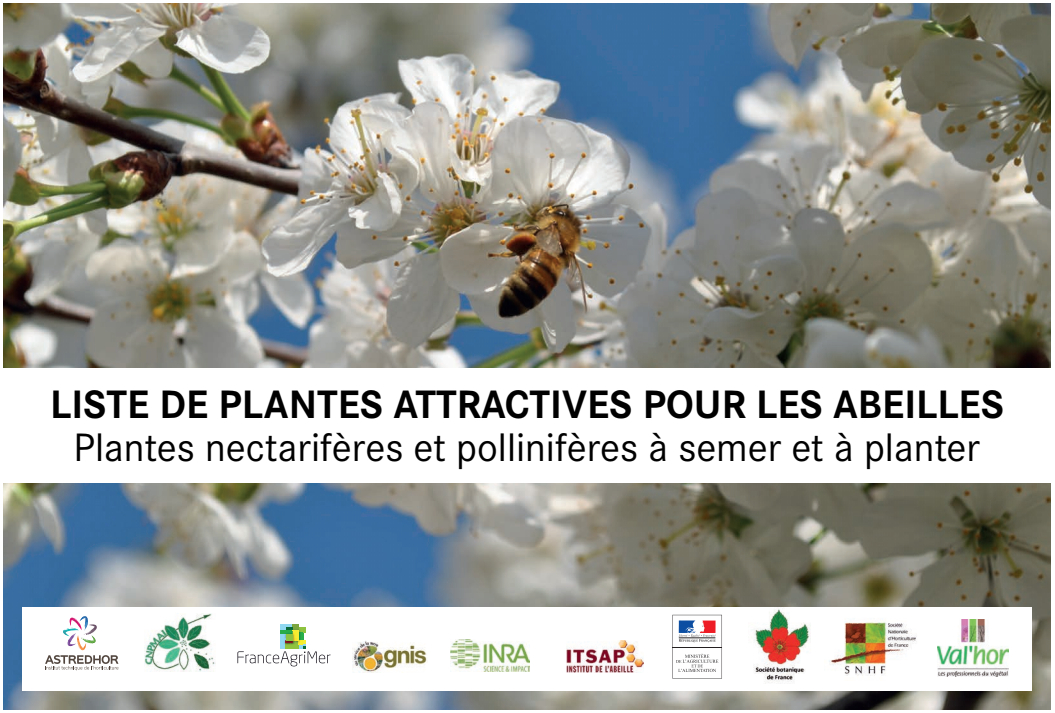 liste des plantes melifères