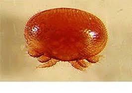 varroa destructor