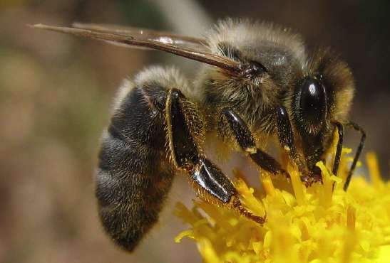 Apis-mellifera-mellifera-f-2